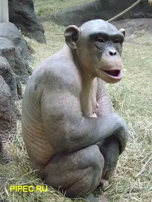 13ти летнее шемпонзе Ashes