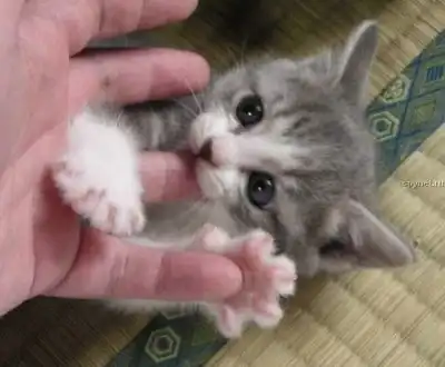 Милые зверьки