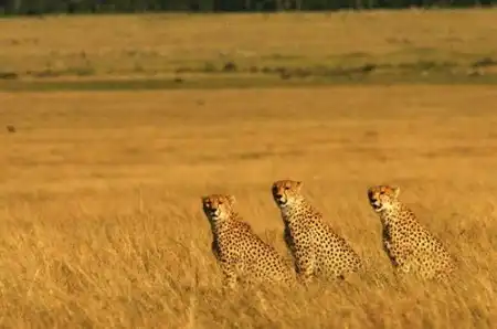 Грациозные гепарды