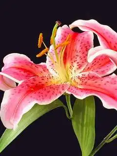 С днем рождения Rammstein