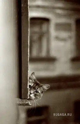 Семейство кошачьих