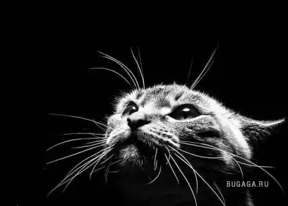 Семейство кошачьих