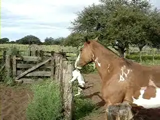 Мини-ролики. (8 в 1)