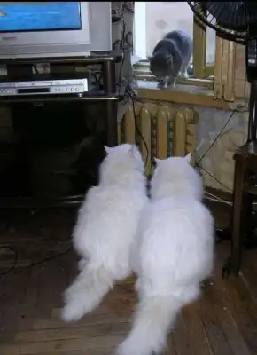 Чем занимаются Ваши животные, когда вас нет дома???