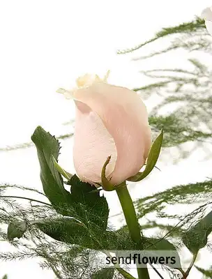 открытки с 8 марта