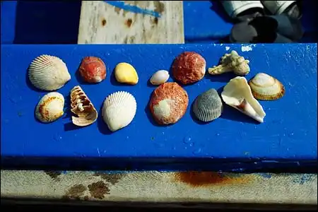 Ракушки - дары моря