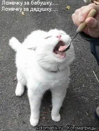 Еще Котоматрицы