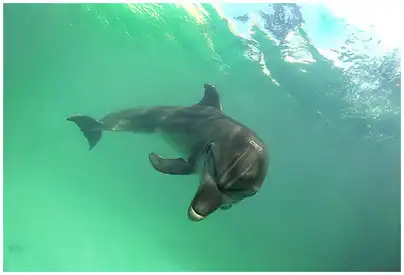 Дельфин