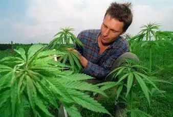 Влияние Cannabisa на организм человека