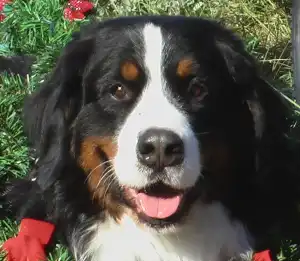 Бернский Зенненхунд (Бернский бувье)