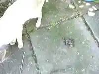 Не удалось сломать сигнализацию