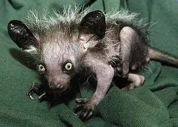 Уникальные животные