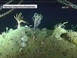 На дне Антарктиды найдены неизвестные науке существа