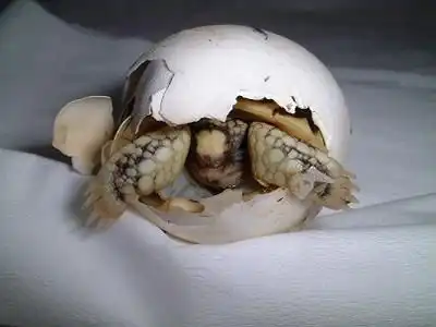 Кто из них вылупился...?))