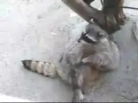 Смешной енот