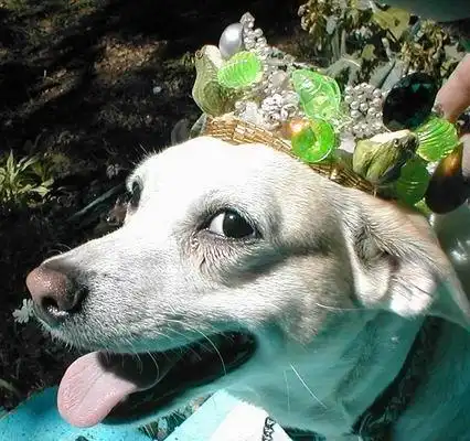 Афоризмы о собаках..