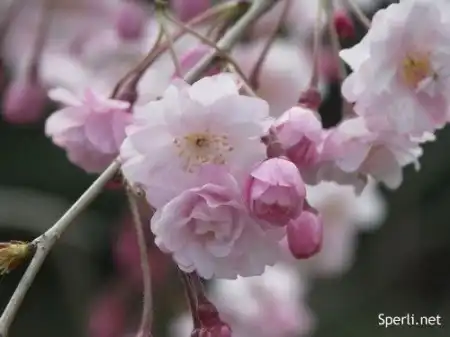 Японская поэзия (пенно!)