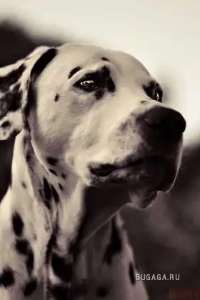 Далматины (сорри за то что мало фоток)