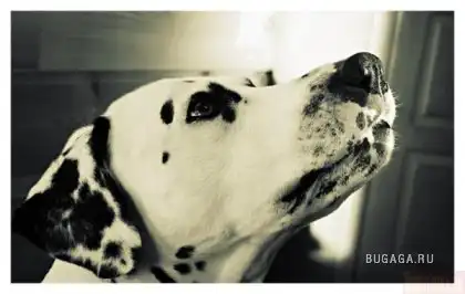 Далматины (сорри за то что мало фоток)