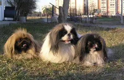 Маленькая Пекинская собачка (Пекинес)