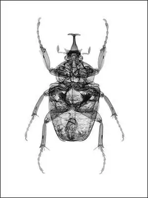 Под рентгеном.