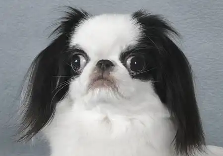 Японский хин