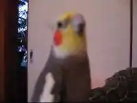 Попугайчик поет на камеру