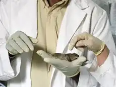 Ученых шокировали мыши, поющие во время секса и под наркотиками