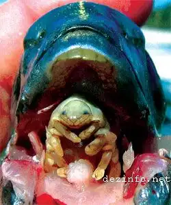 Пожиратель языка