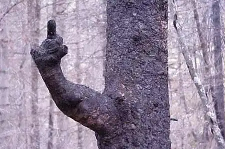 Креатив природы