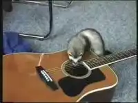 Хорек и гитара