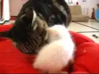 Позитив. Совсем маленький котенок