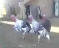 Лол! Птицы-пародисты