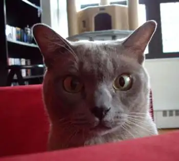 Хорошего вам настроения