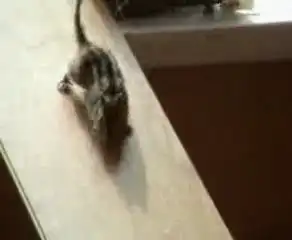 Стебовый бурундук