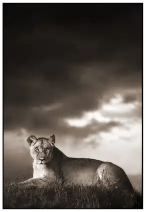 Фотограф Nick Brandt