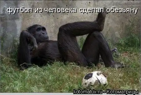 Смешные животные