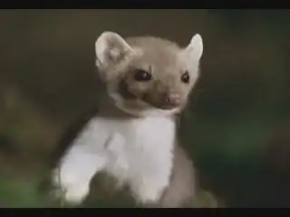 умные животные :)