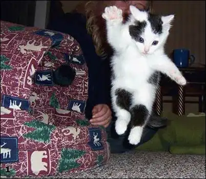 Позитивное зверье