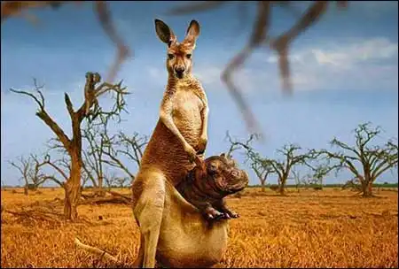 Подборка смешной рекламы (ФОТО)