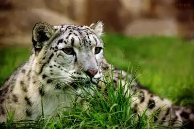 СНЕЖНЫЙ БАРС (ирбис)