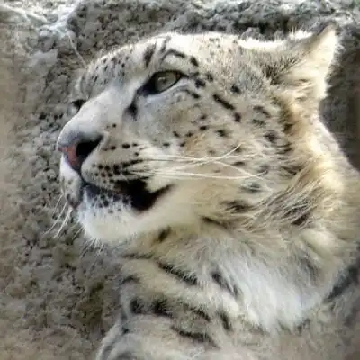 СНЕЖНЫЙ БАРС (ирбис)