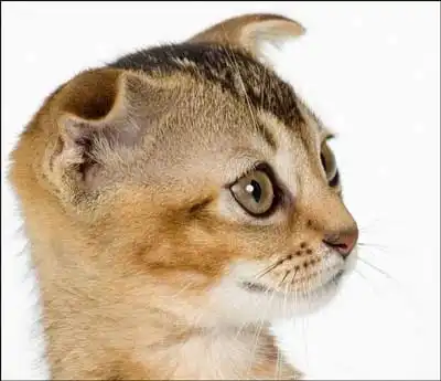 Кусок кошачего позитива