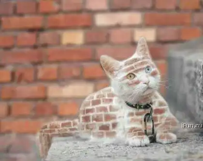 Кошачья подборка