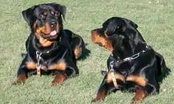 История породы Ротвейлер