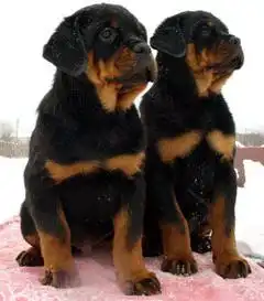 История породы Ротвейлер