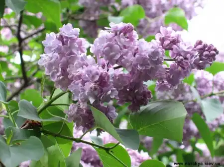 Экзамены пахли сиренью..