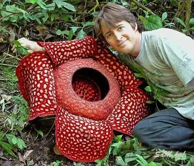 самые необыкновенные растения