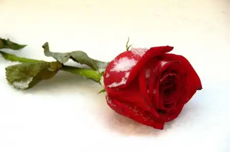 Маленькая поэма о розе