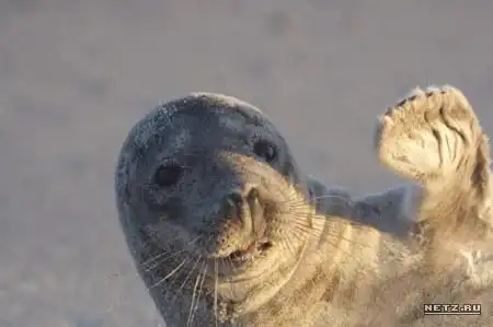 Улыбки животных